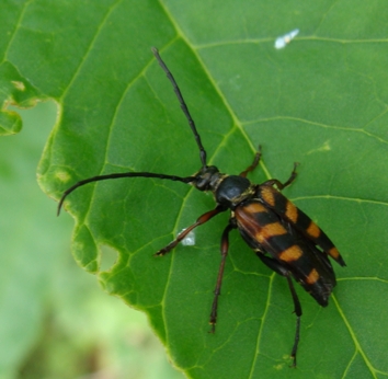 Strangalia? Leptura aurulenta